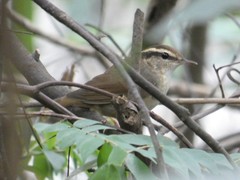 Urosphena squameiceps