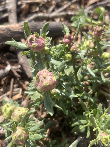 Unknown species found near Sweetwater Marsh National Wildlife Refuge, Chula Vista, CA, US