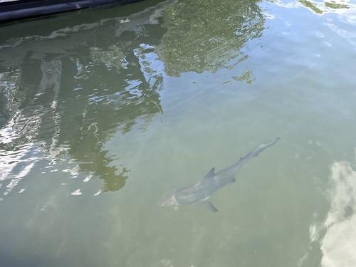 Carcharhinus limbatus