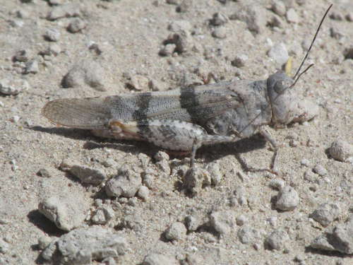 Barren Land Grasshopper