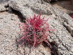 Ferocactus gracilis gracilis
