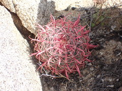 Ferocactus gracilis gracilis