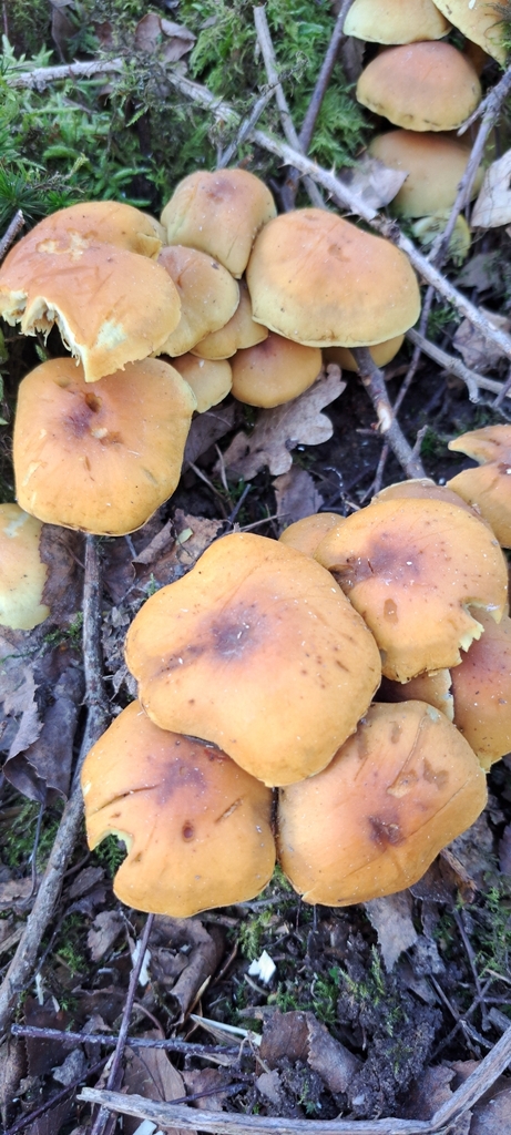 Hypholoma fasciculare · March 2026 · photo: © john_ross4 (iNaturalist, cc0)