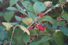 Rubus glaucus image