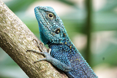 Acanthocercus ugandaensis