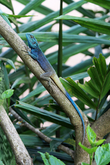 Acanthocercus ugandaensis