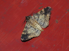 Alcis taiwanovariegata