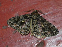 Alcis taiwanovariegata