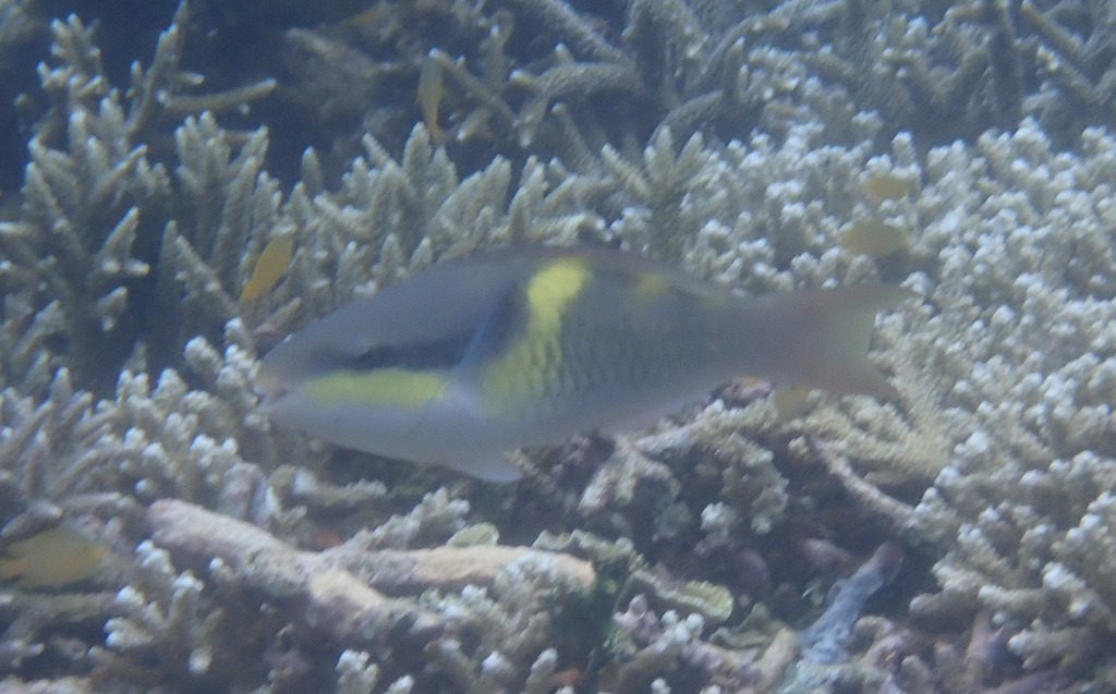 Blue Parrotfish