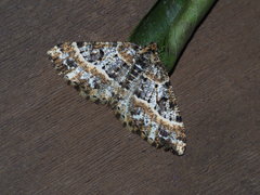 Harutalcis fumigata