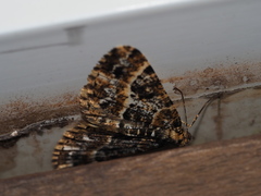 Harutalcis fumigata