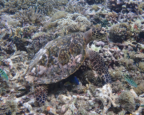 Eretmochelys imbricata