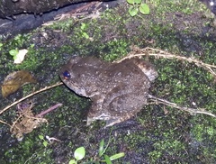 Limnonectes kuhlii