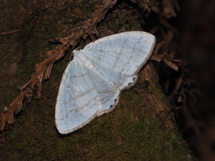 Micronidia intermedia