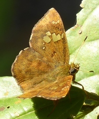 Pseudocoladenia fabia
