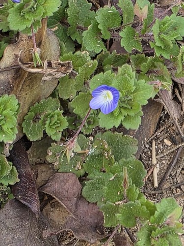 bird's-eye speedwell