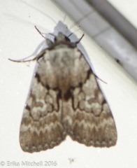 Catocala sordida