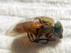 Stomorhina pallida