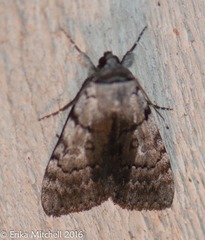 Catocala sordida