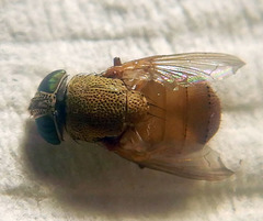 Stomorhina pallida