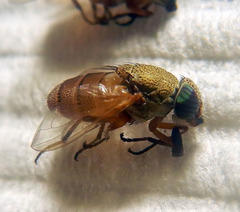 Stomorhina pallida
