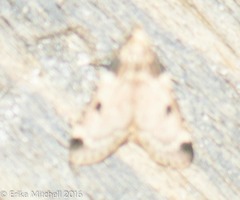 Aglossa costiferalis