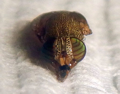 Stomorhina pallida