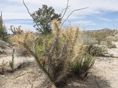 Cylindropuntia molesta molesta