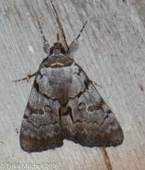 Catocala sordida