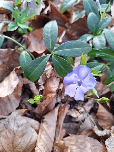 lesser periwinkle