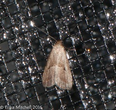 Hypenodes fractilinea