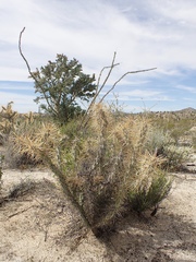 Cylindropuntia molesta molesta