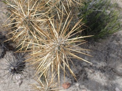 Cylindropuntia molesta molesta