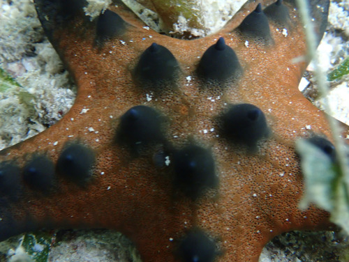 Chocolate Chip Sea Star (Protoreaster nodosus)