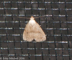 Hypenodes fractilinea