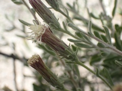 Brickellia frutescens