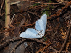 Micronidia intermedia