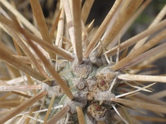 Cylindropuntia molesta molesta