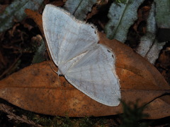 Micronidia intermedia