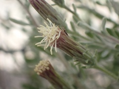 Brickellia frutescens
