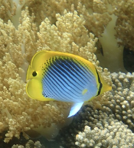 Chaetodon ocellicaudus