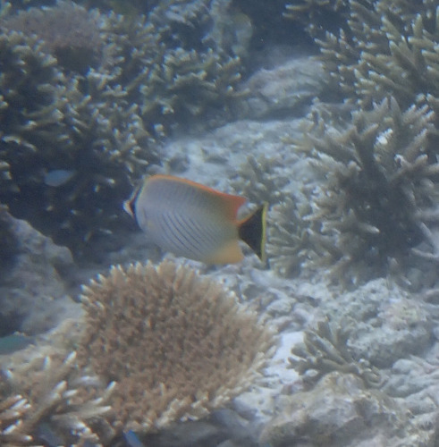 Chaetodon trifascialis