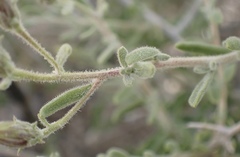 Brickellia frutescens