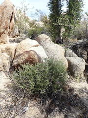 Brickellia frutescens
