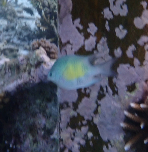 Amblyglyphidodon curacao