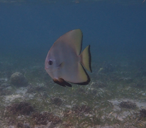 Platax boersii