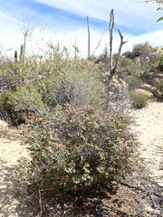 Euphorbia tomentulosa