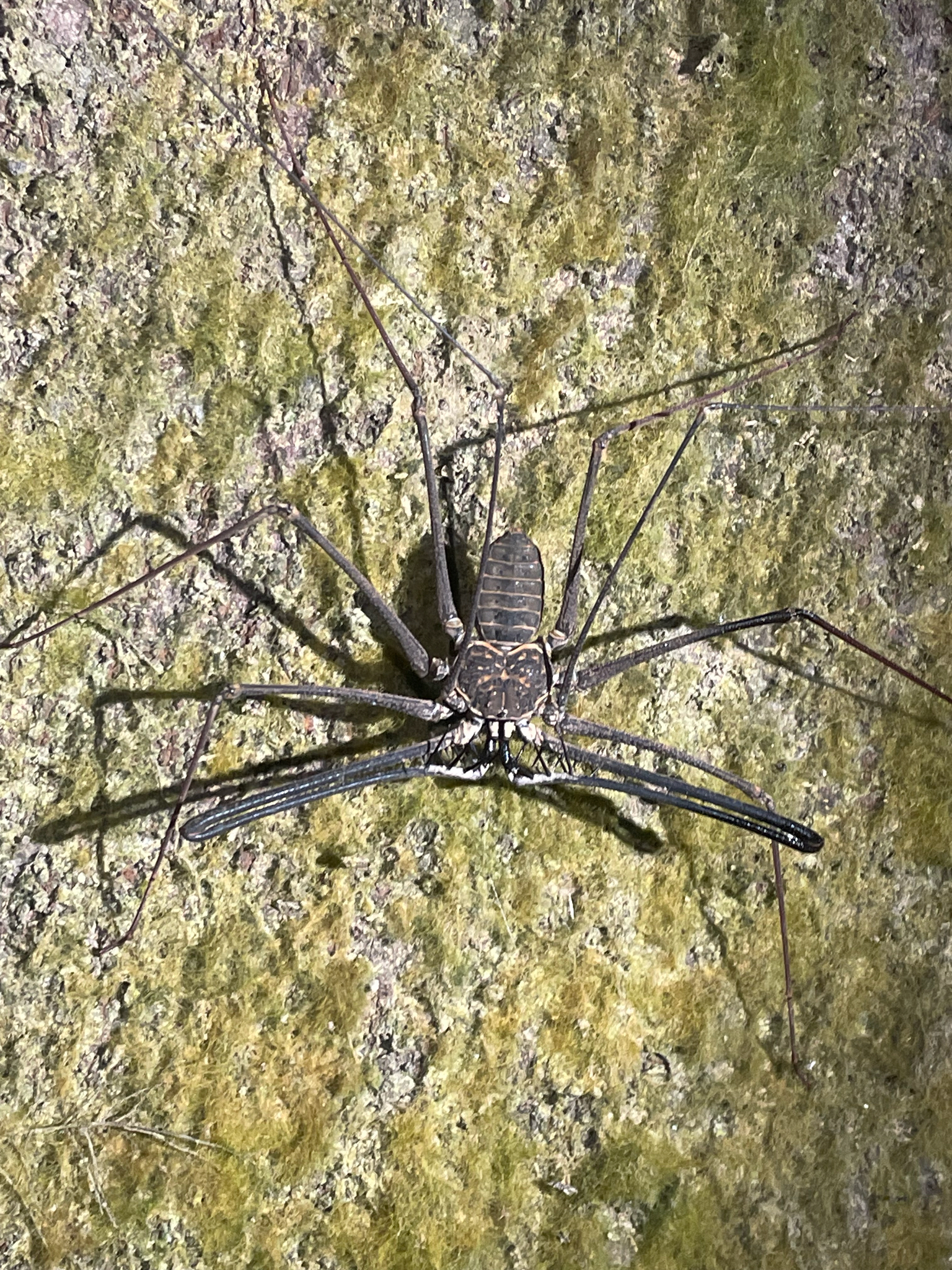 Heterophrynus batesii (Butler, 1873)