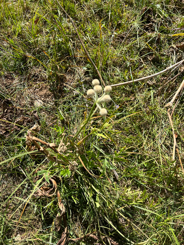 ranger buttons (Angelica capitellata)