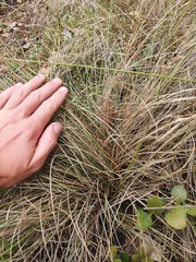 Carex litorosa
